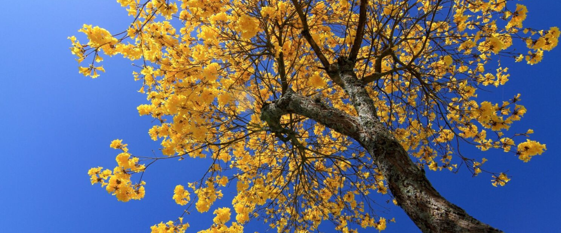 Día del árbol en Paraguay