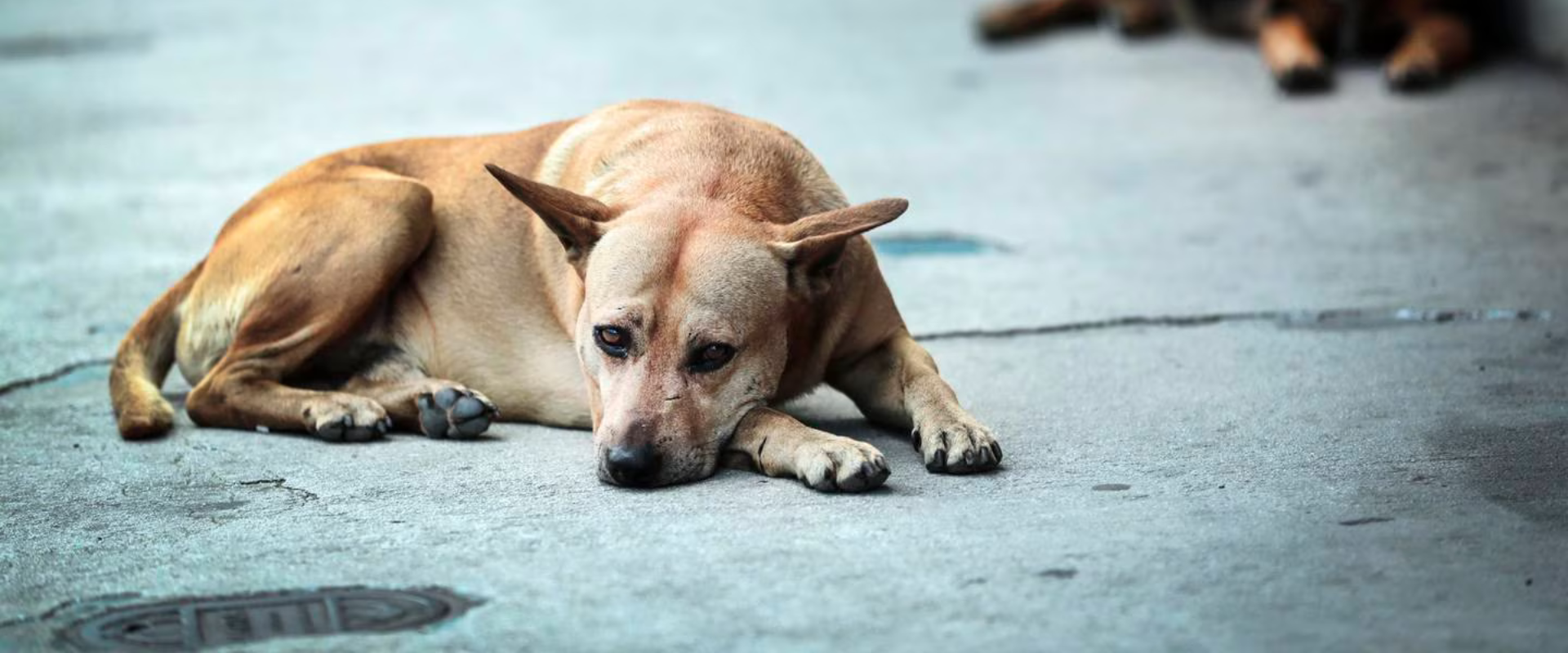 Cómo logró Países Bajos no tener perros callejeros