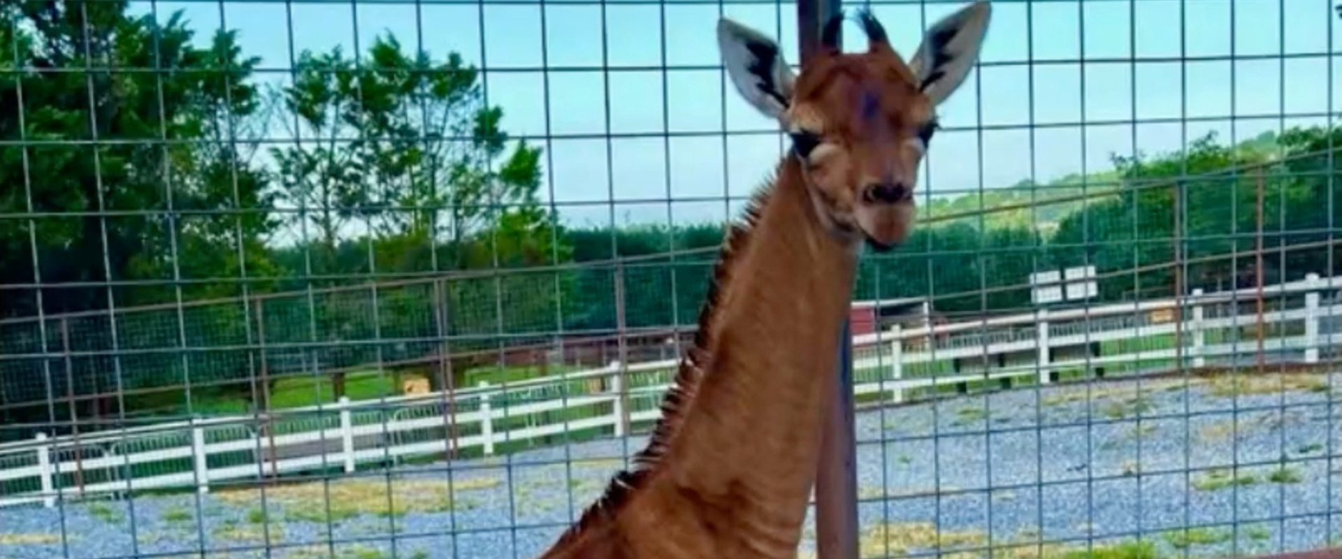 ¿Única en el mundo? Nació una jirafa sin manchas