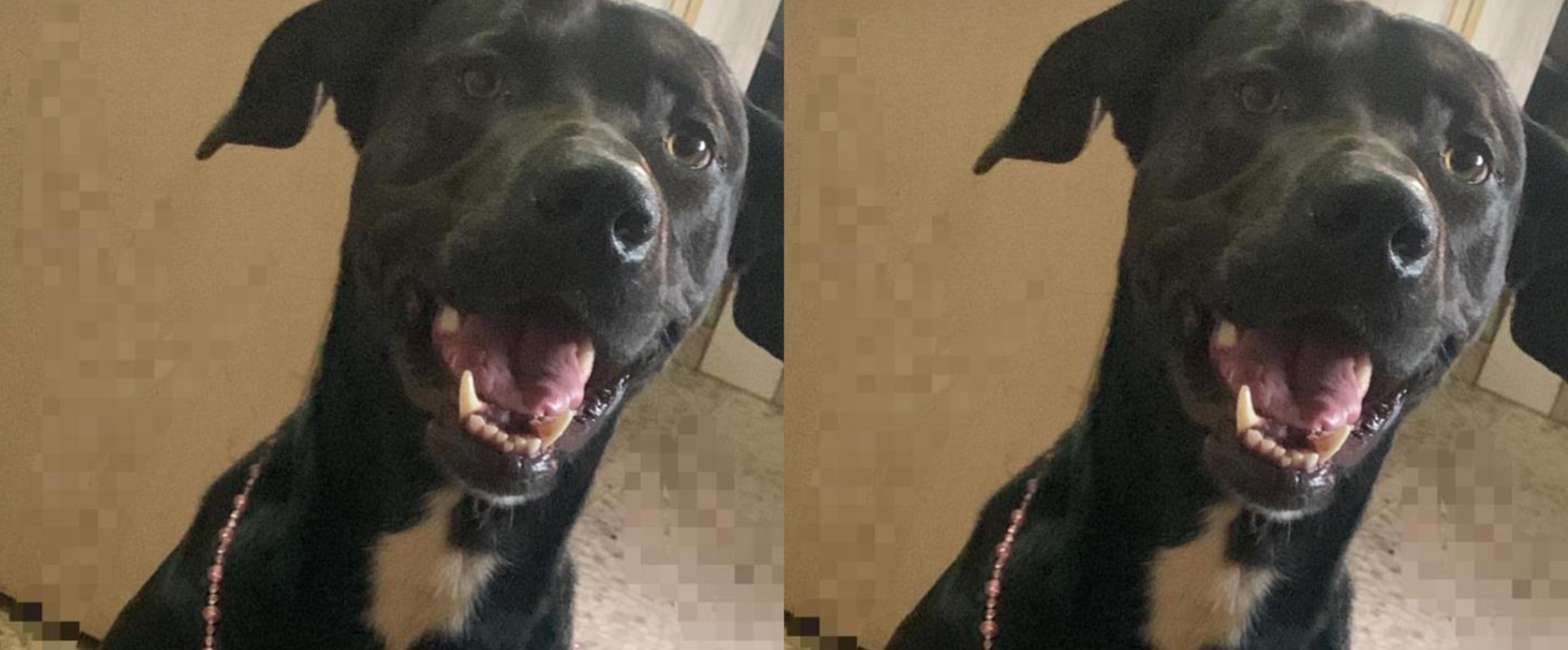 ¿Dónde está Piky? El perro robado en Capiatá