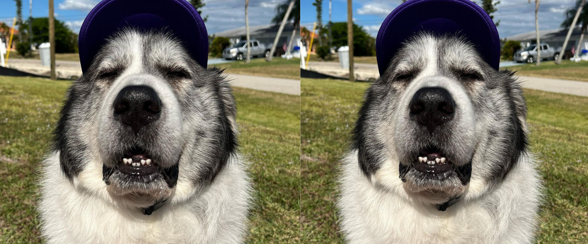 La Emotiva Historia de Ritchie: Un Vínculo Eterno