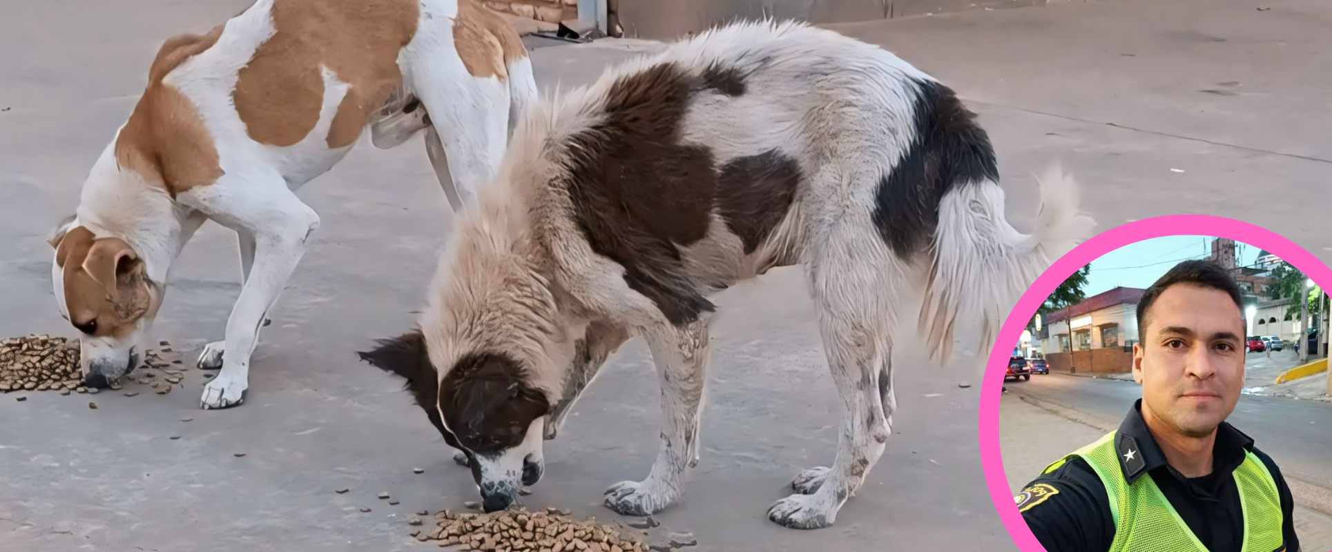 El Policía que rescata perros