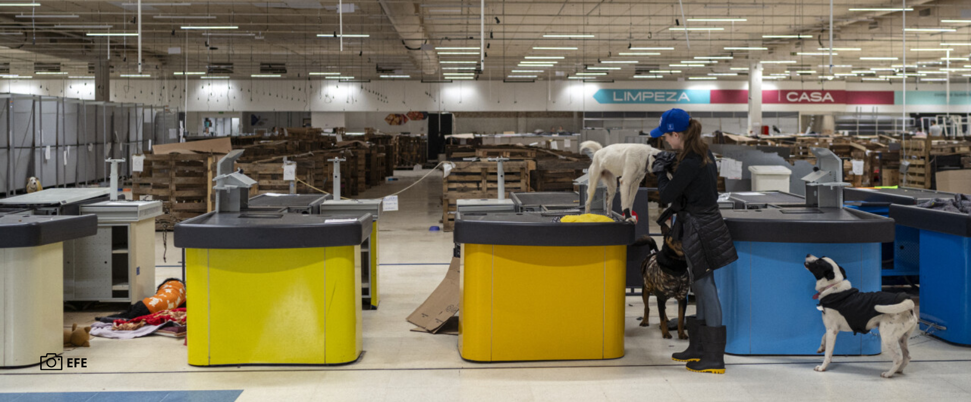 Antiguo Hipermercado se Convierte en Refugio para Mascotas en Brasil