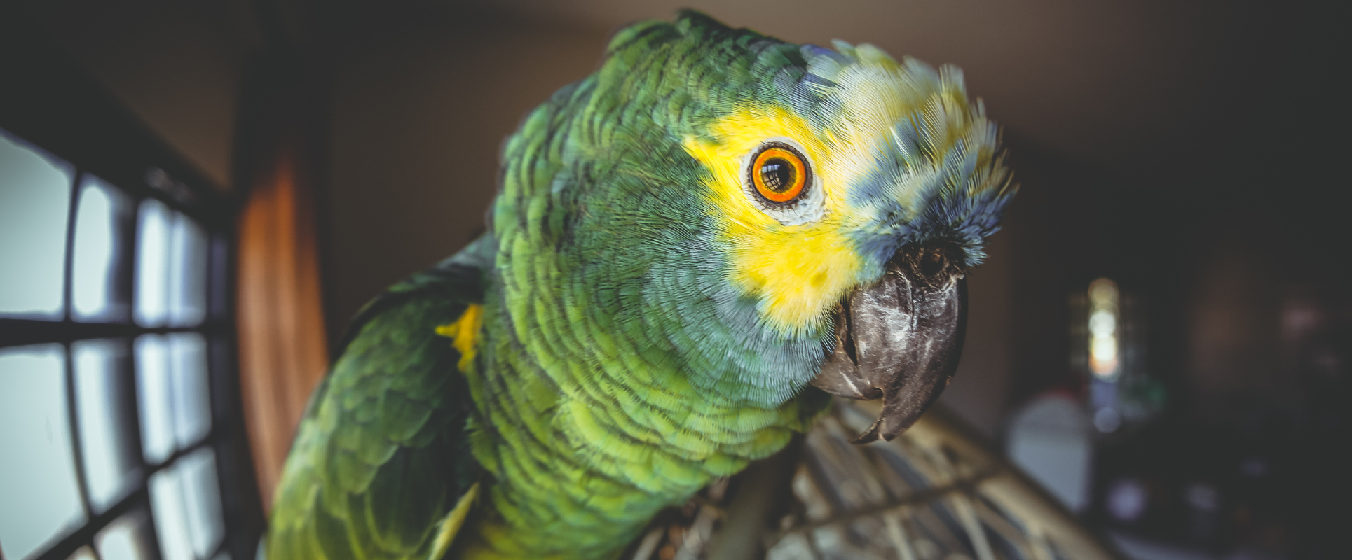 31 de Mayo: Día Mundial del Loro