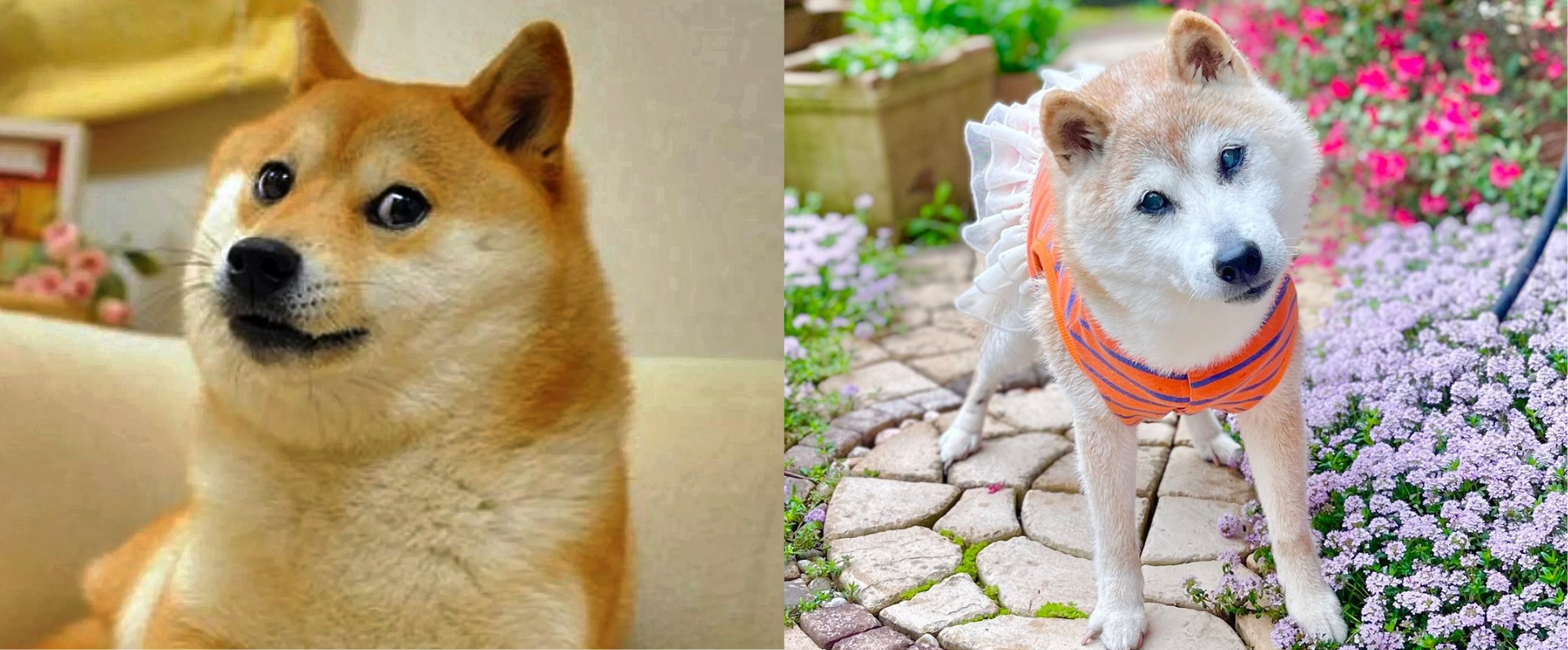 Falleció Kabosu, la perrita del meme Doge
