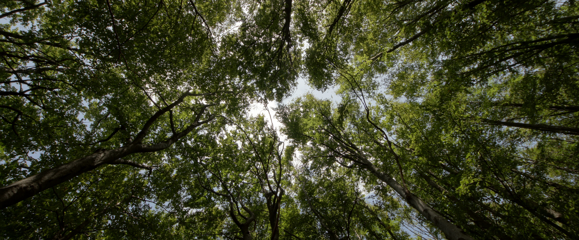 5 de junio: Día Mundial del Medio Ambiente