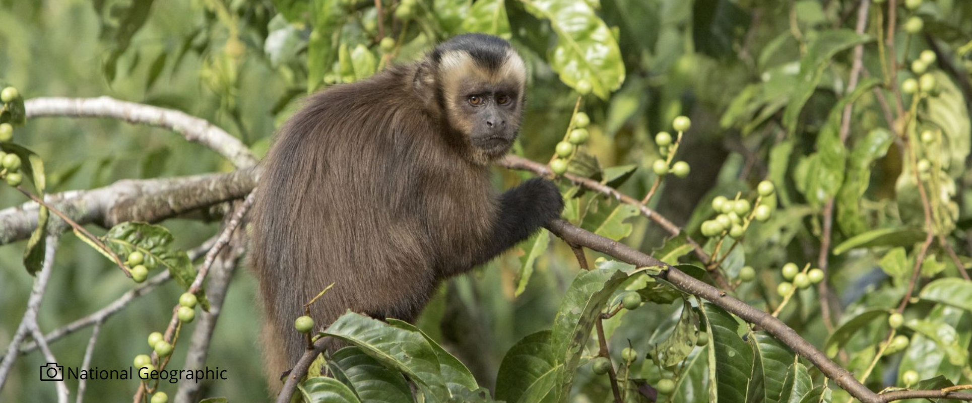 La Municipalidad busca a un monito