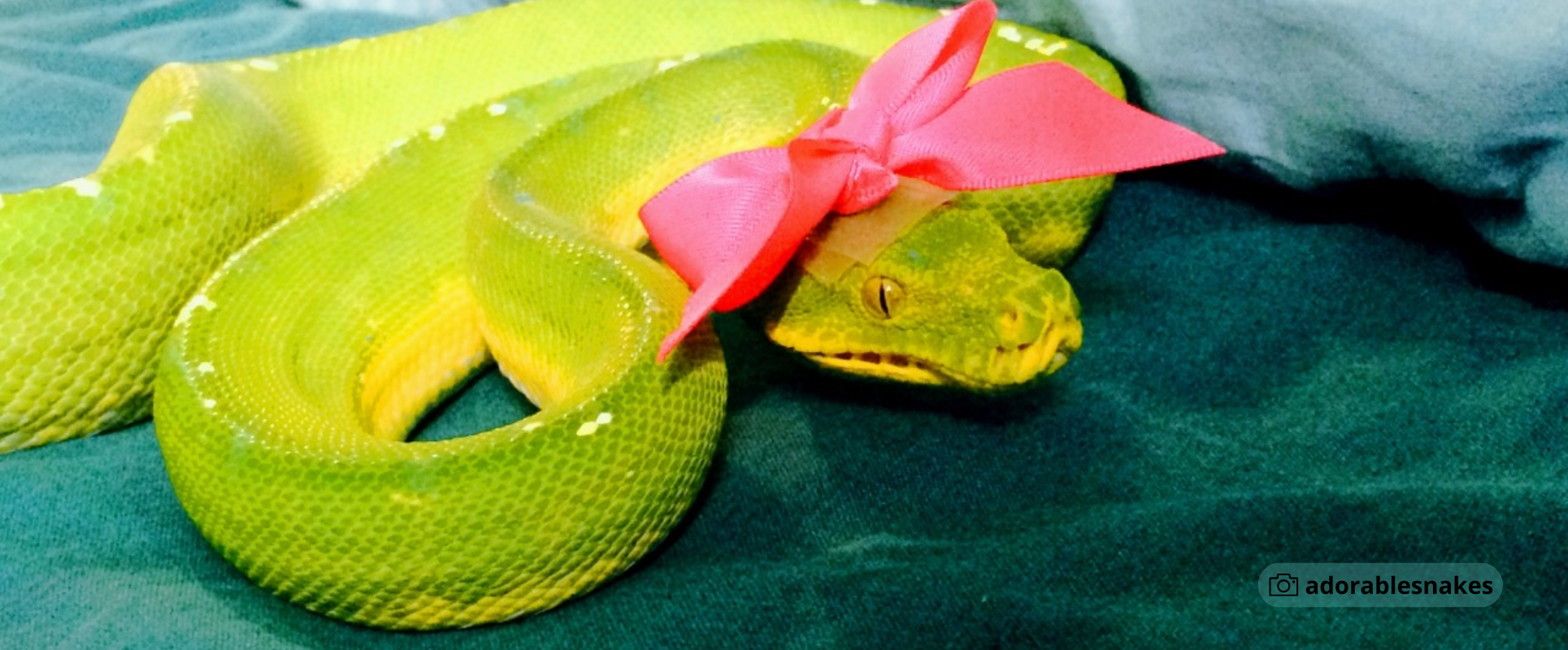 ¿Ya felicitaste a tu amiga la serpiente?