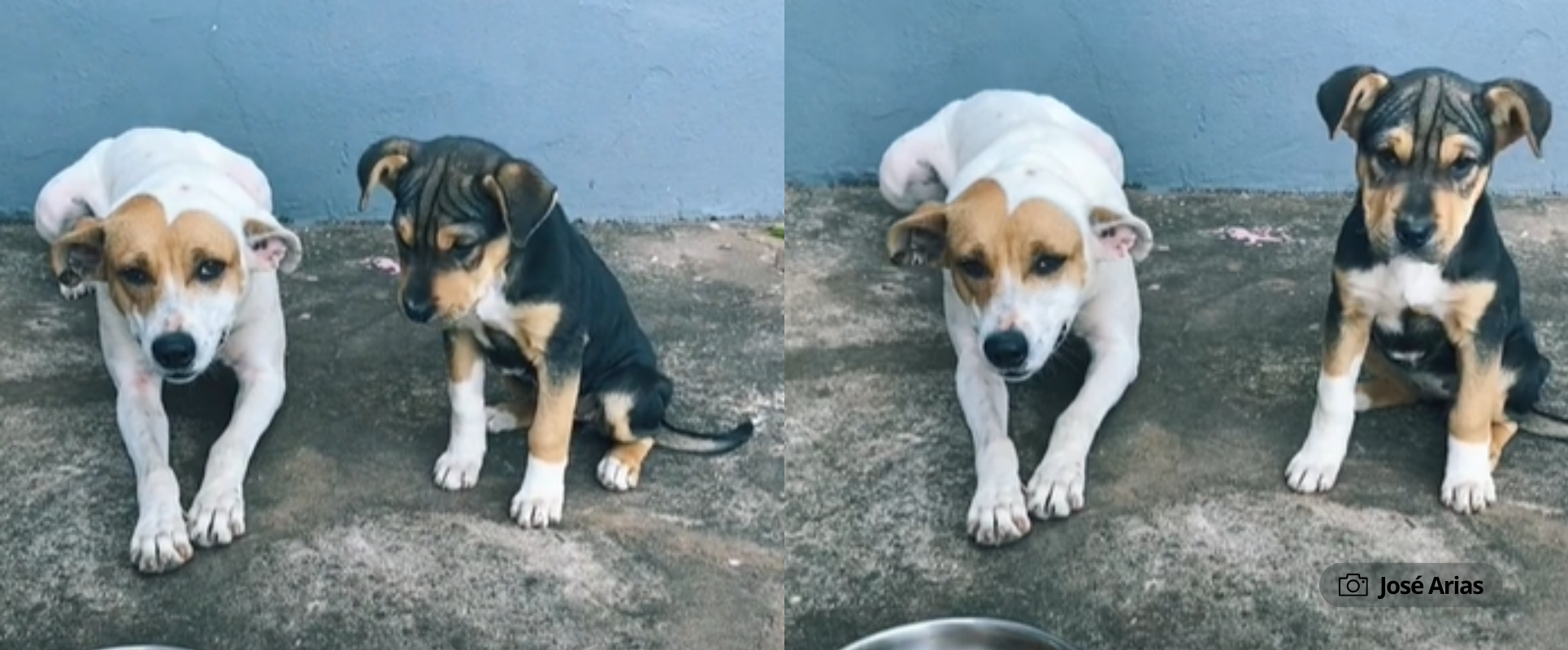 ¡Maena estos perritos que rezan!