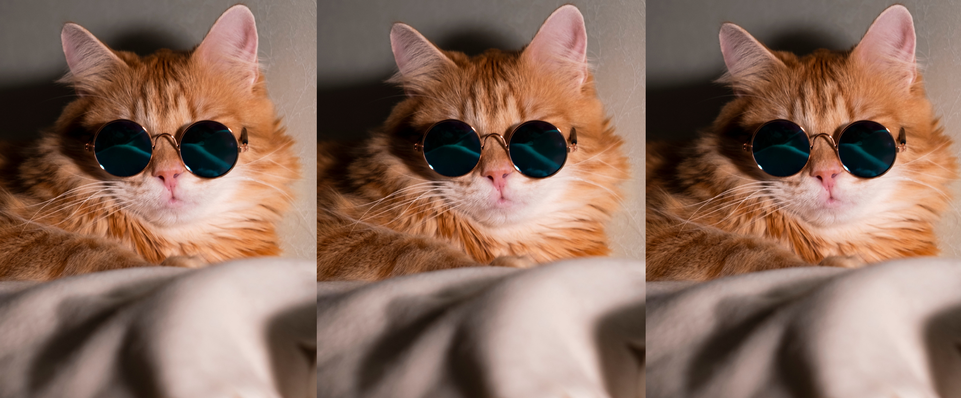 Los michis tienen triple celebración al año