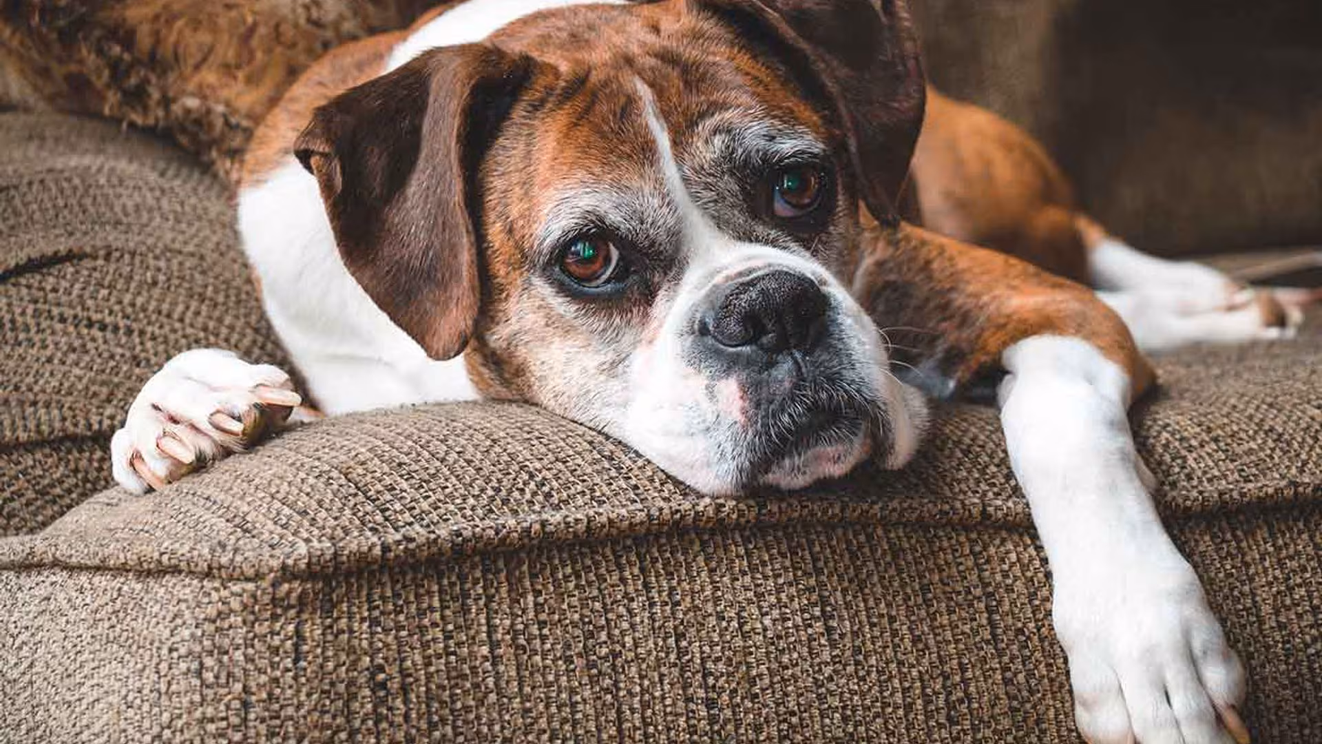 Revista HOLA! - Adobe Stock