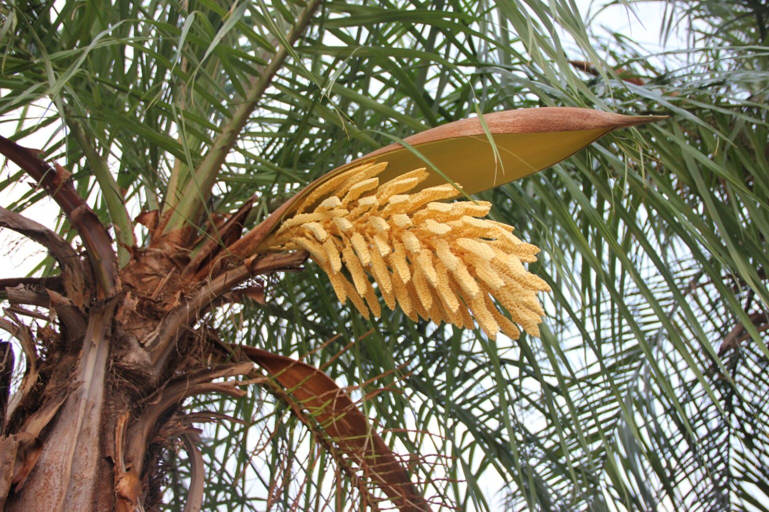 El Mbokaja: Oficialmente planta nacional del Paraguay