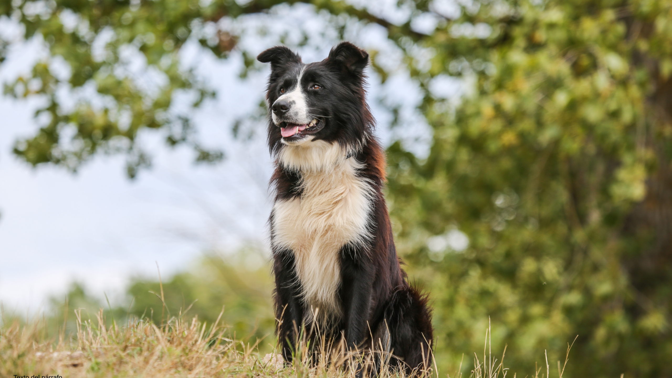 Día del Perro: El mejor amigo del hombre