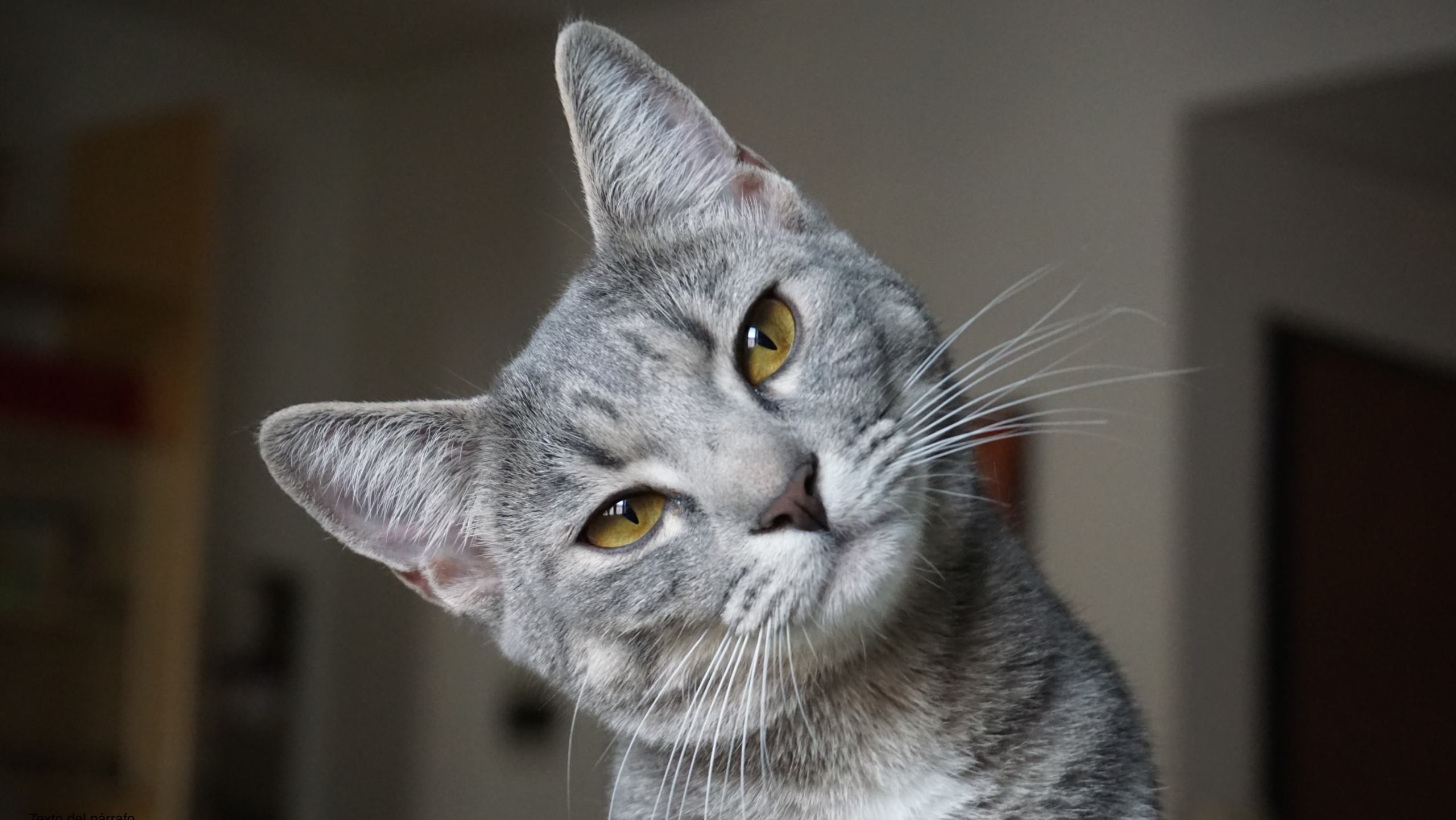 Día del Gato: Un homenaje al animal perfecto
