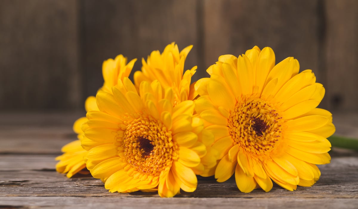 ¿Por qué se regalan flores amarillas en Septiembre?